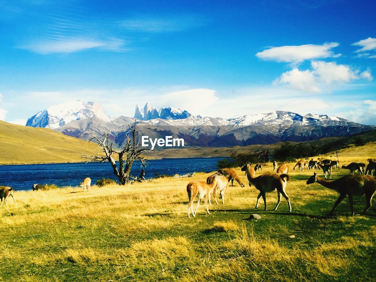 Herd of deer on grassy land against blue sky