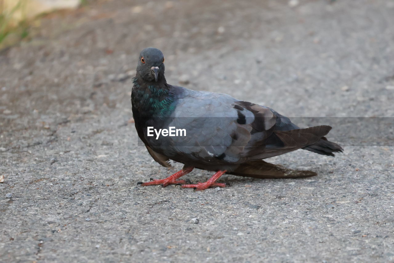 animal themes, animal, bird, animal wildlife, stock dove, wildlife, pigeons and doves, one animal, pigeon, beak, no people, dove - bird, nature, day, full length, outdoors, close-up, gray