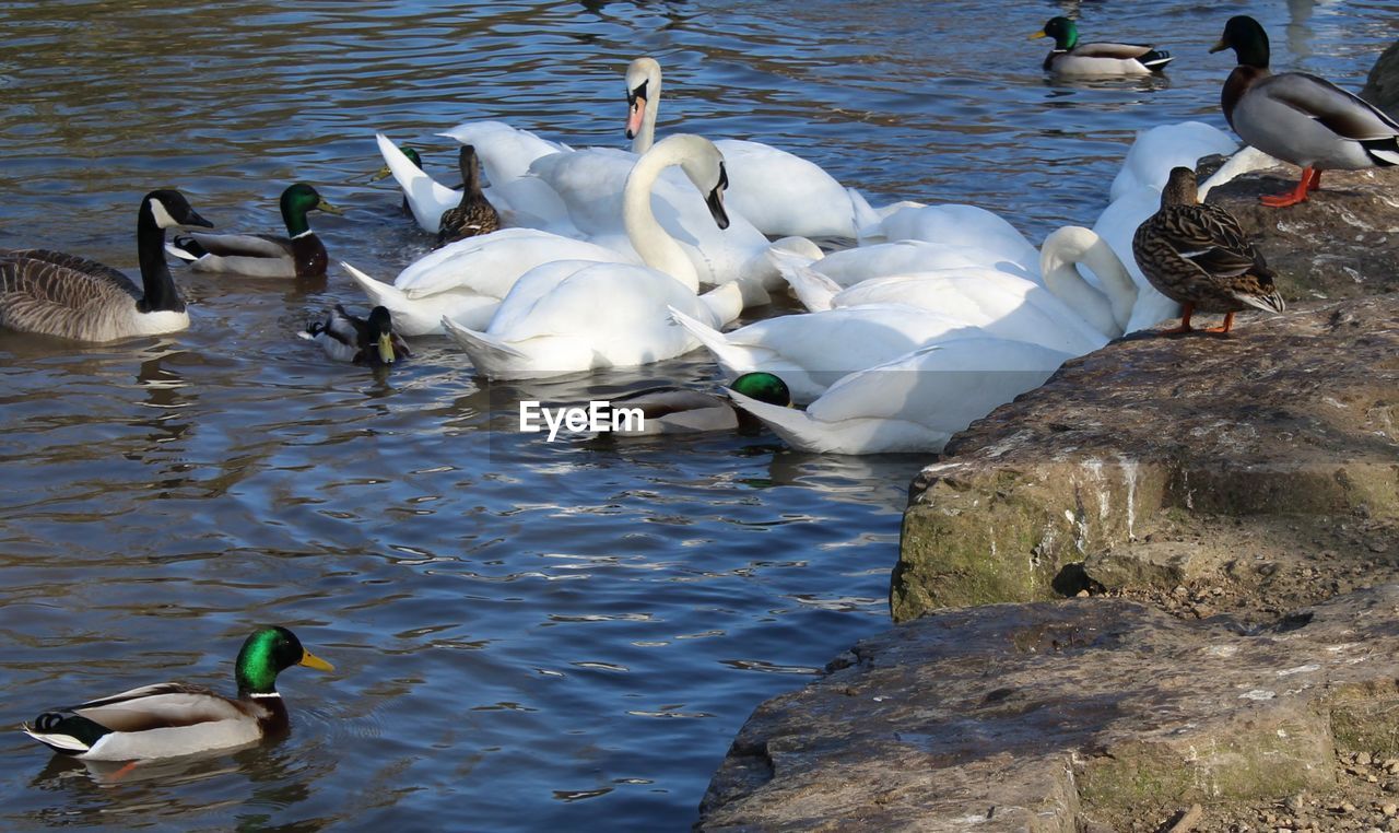 Swans and mallard ducks at lake