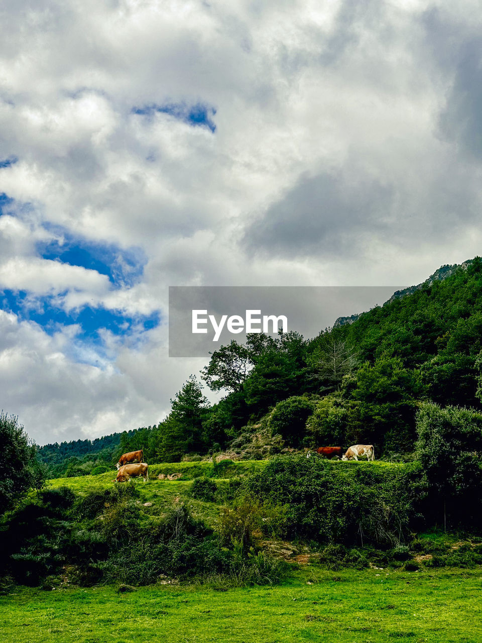 nature, plant, cloud, sky, green, tree, environment, hill, rural area, landscape, land, beauty in nature, grass, scenics - nature, meadow, field, no people, forest, outdoors, travel, tranquility, travel destinations, non-urban scene, rural scene, grassland, tourism, day, architecture, flower, growth, highland, tranquil scene, overcast, sunlight, foliage, natural environment, lush foliage, summer, building