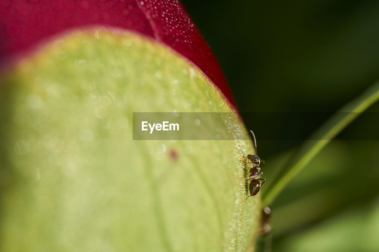 Close-up of green leaf on water