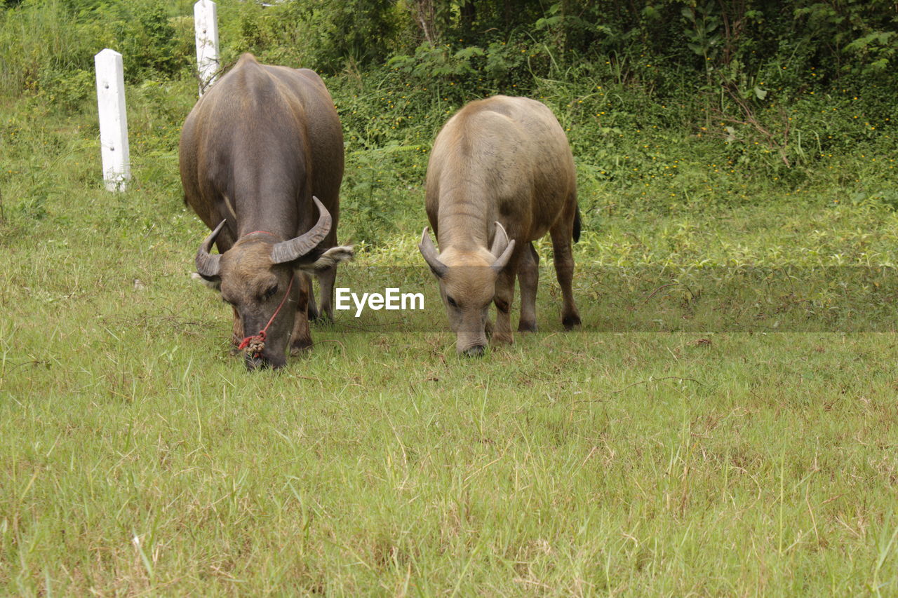 COWS GRAZING IN FIELD