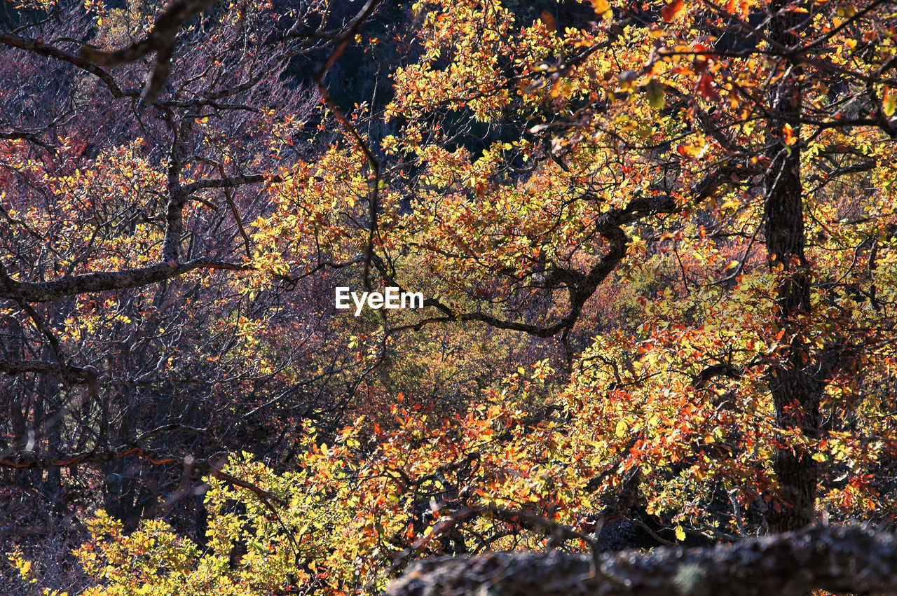 VIEW OF FLOWERING PLANTS DURING AUTUMN