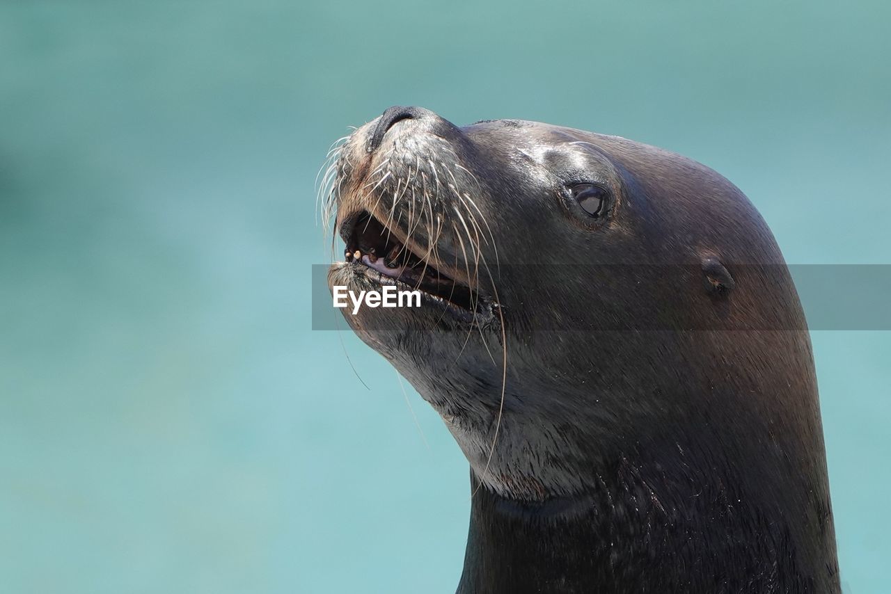 animal themes, animal, sea lion, one animal, animal wildlife, seal, wildlife, marine mammal, mammal, sea, underwater, harbor seal, animal body part, water, aquatic mammal, no people, animal head, whiskers, nature, portrait, marine biology, sea life, marine, close-up, outdoors, nose, day