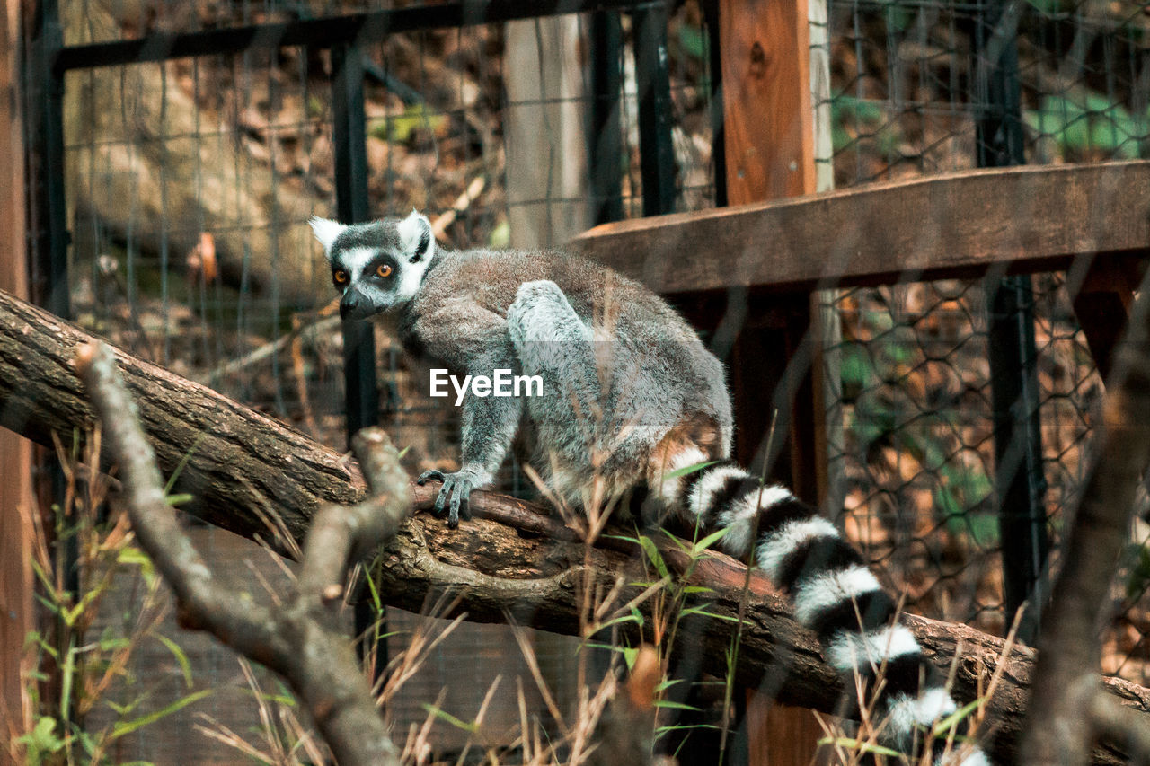 Lemur climbing around its habitat at the zoo