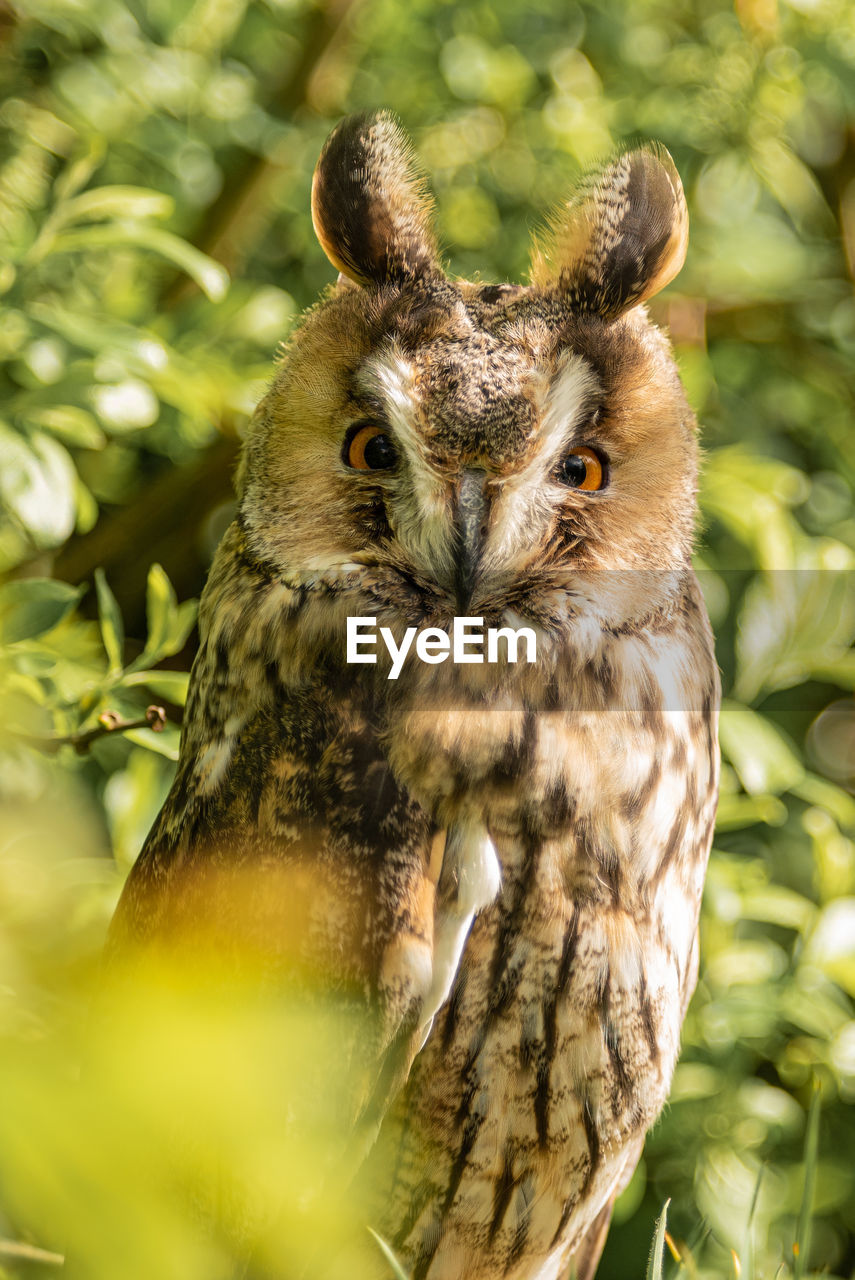 Long eared owl