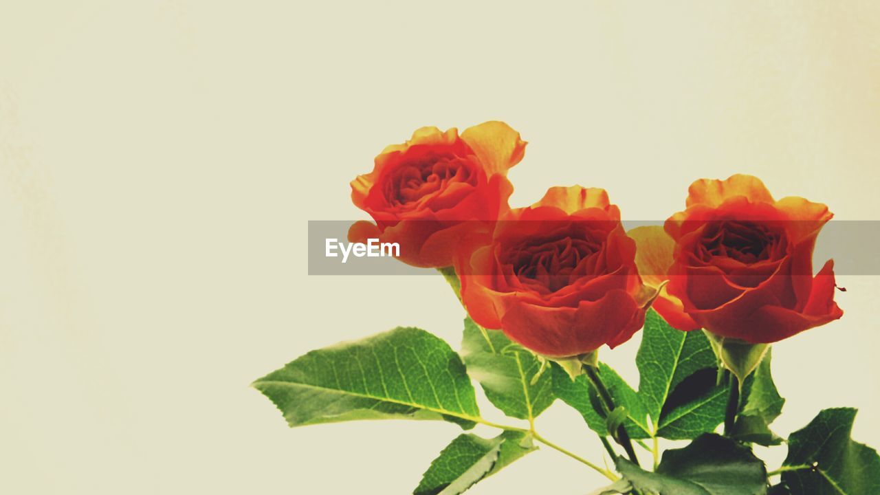 Close-up of red roses