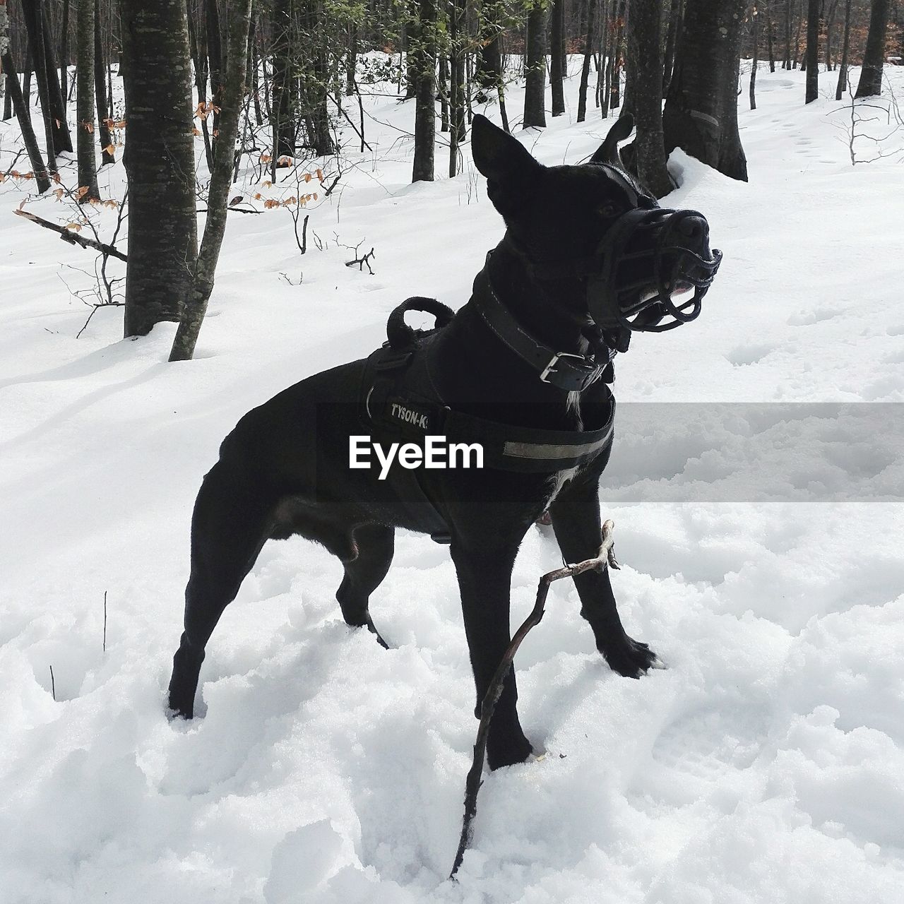 FULL LENGTH OF HORSE ON SNOW COVERED ROAD