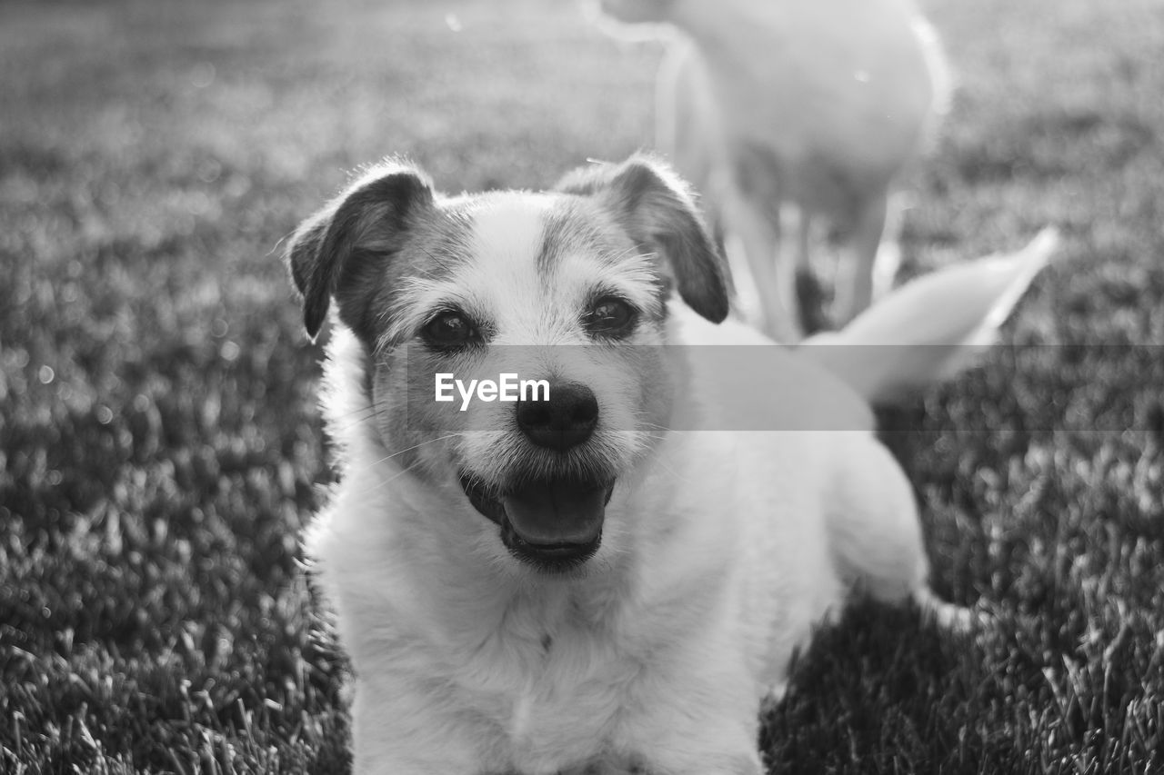 Portrait of dog on field