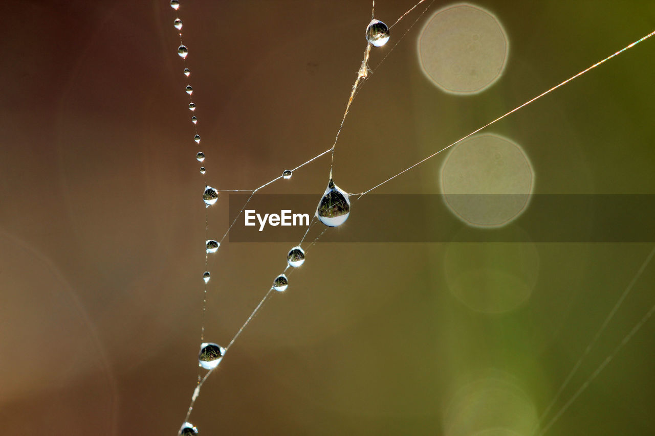 drop, close-up, water, moisture, spider web, wet, nature, fragility, macro photography, green, dew, no people, focus on foreground, leaf, circle, purity, outdoors, rain, selective focus, light, freshness, beauty in nature, yellow, day, plant, sunlight, hanging