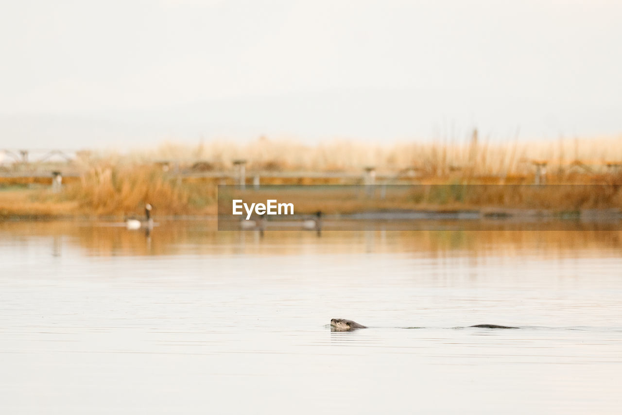 Side view of a north american river otter swimming across a lake