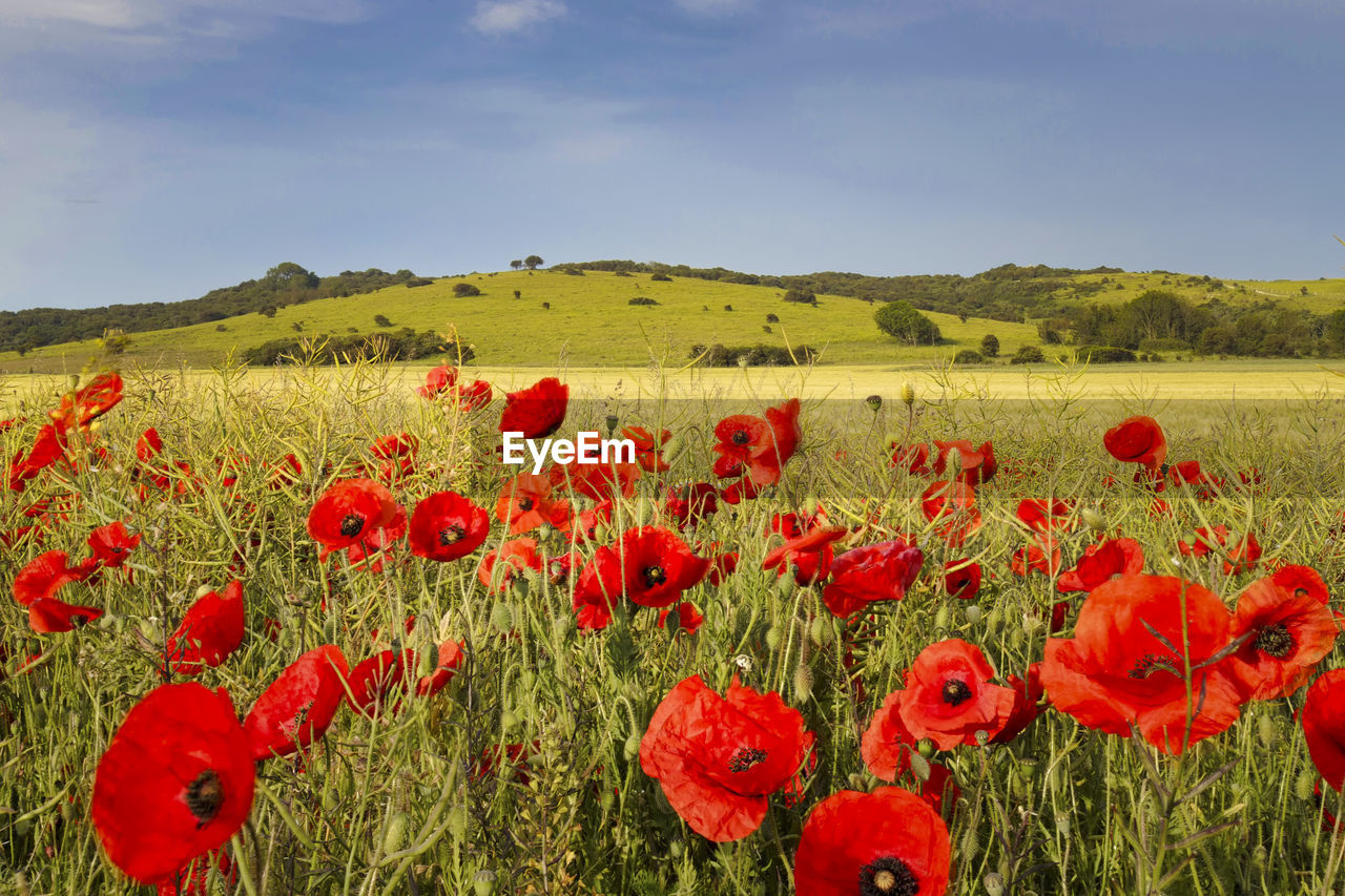 Red poppies on field against sky