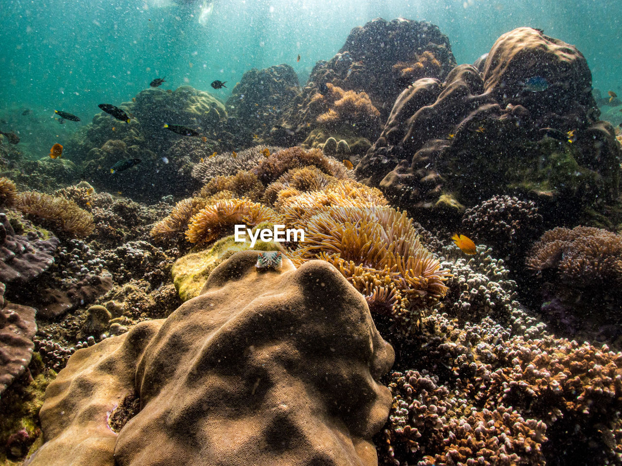 View of coral swimming in sea