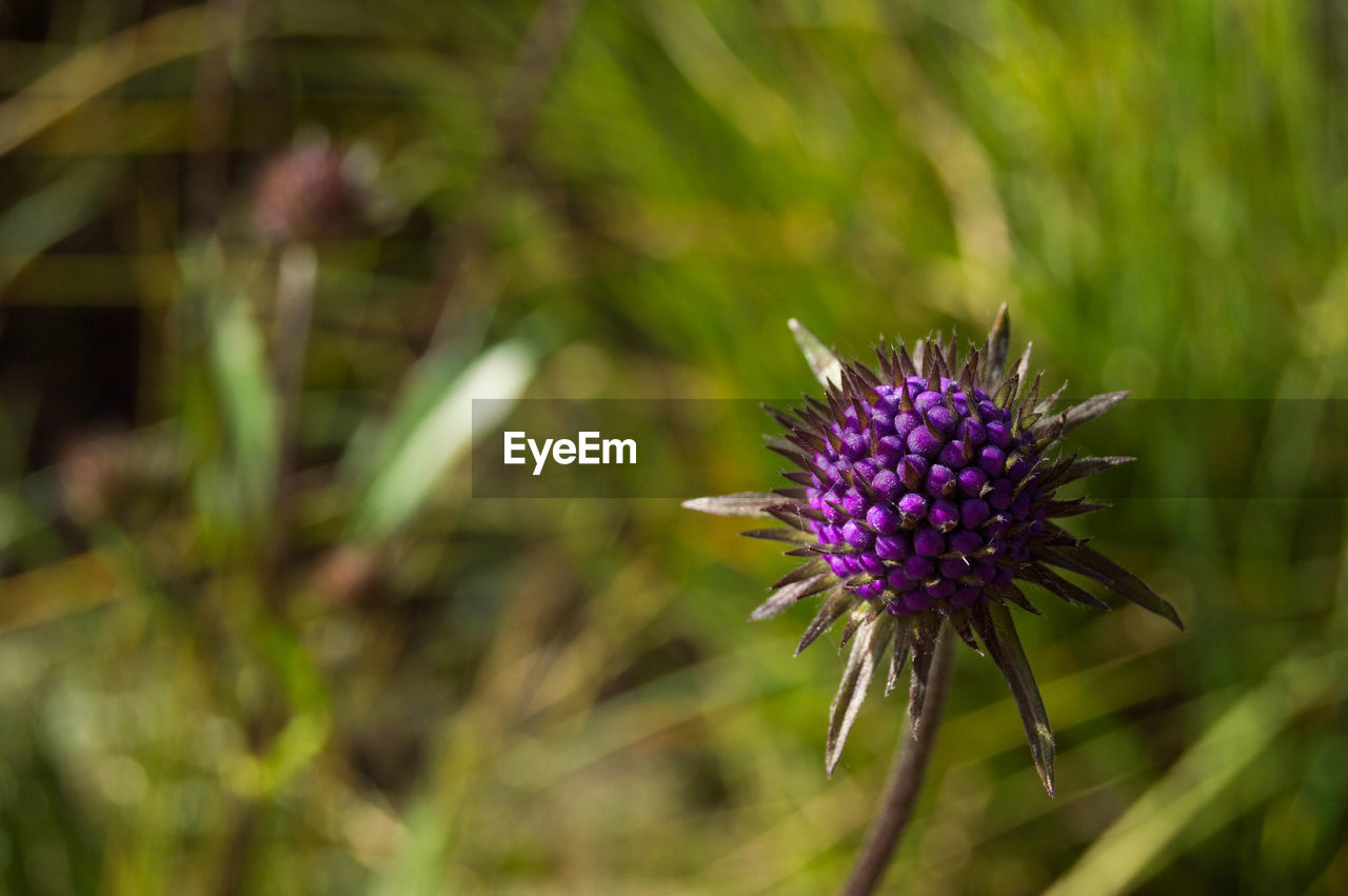 Close-up of purple thistle flower