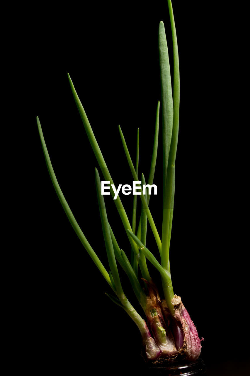 Close-up of scallions against black background