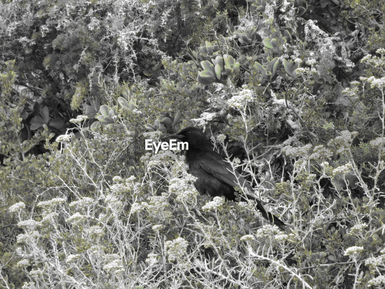 BIRD ON PLANT