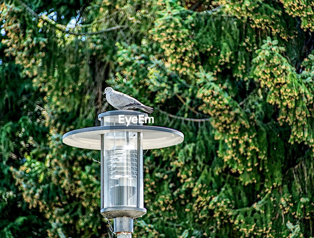 CLOSE-UP OF ELECTRIC LAMP AGAINST SKY