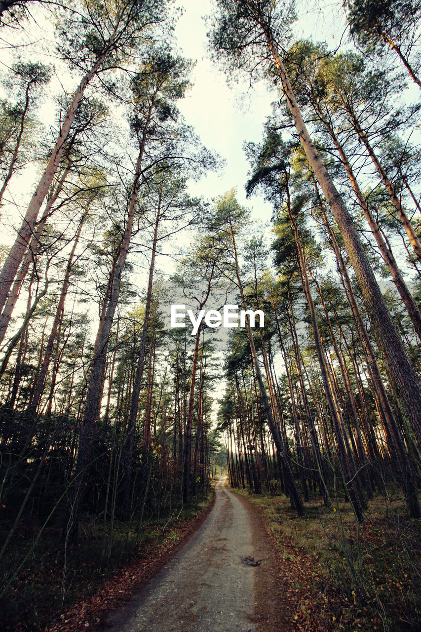 ROAD AMIDST TREES IN FOREST