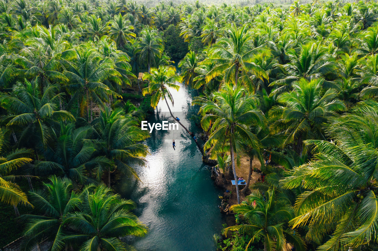 Aerial view of river amidst tropical trees 