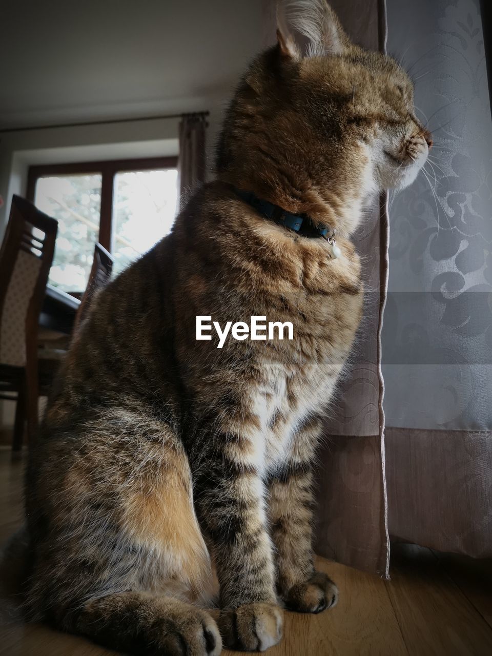 CAT SITTING IN A HOME