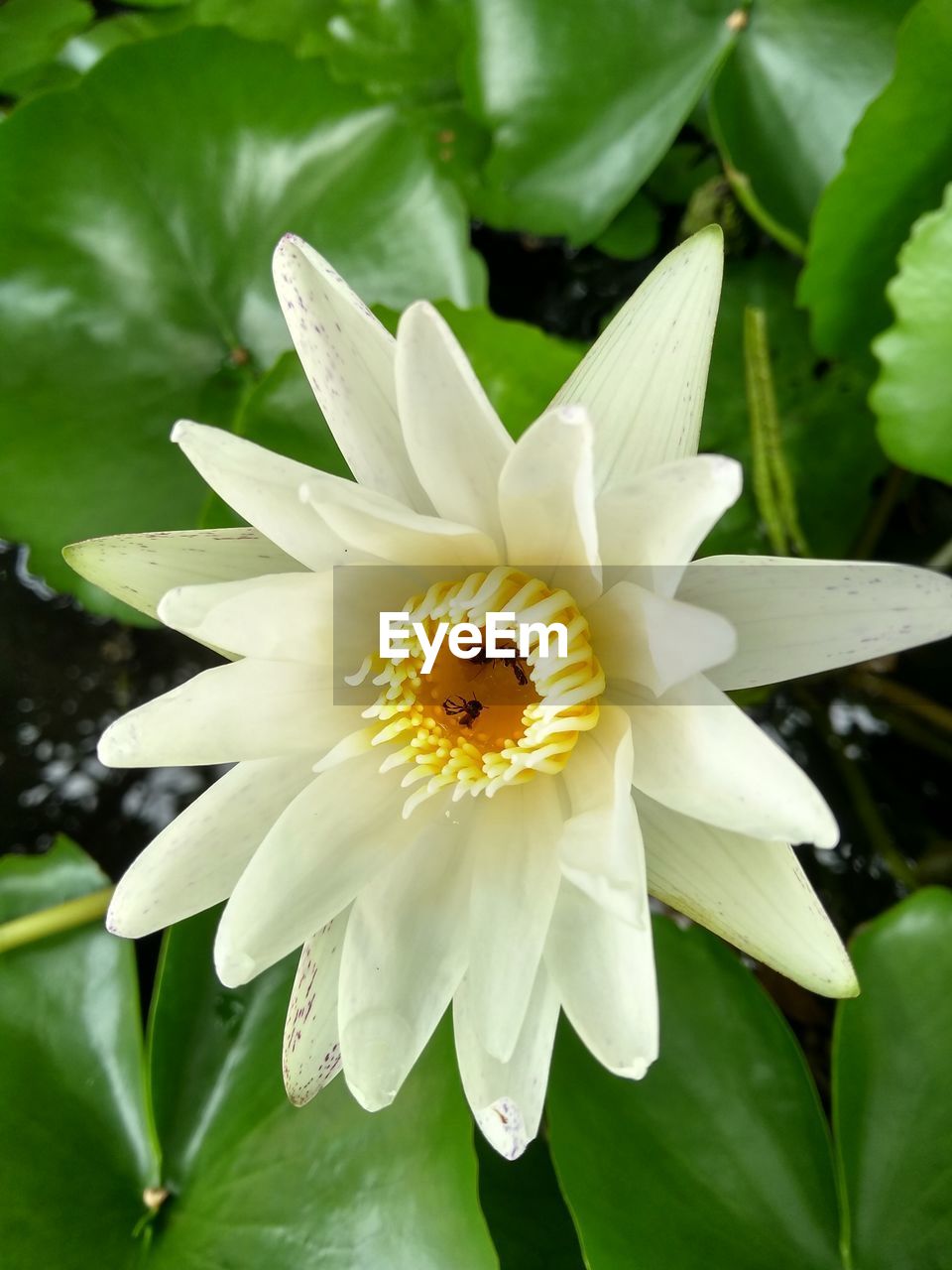 CLOSE-UP OF WHITE AND YELLOW FLOWER