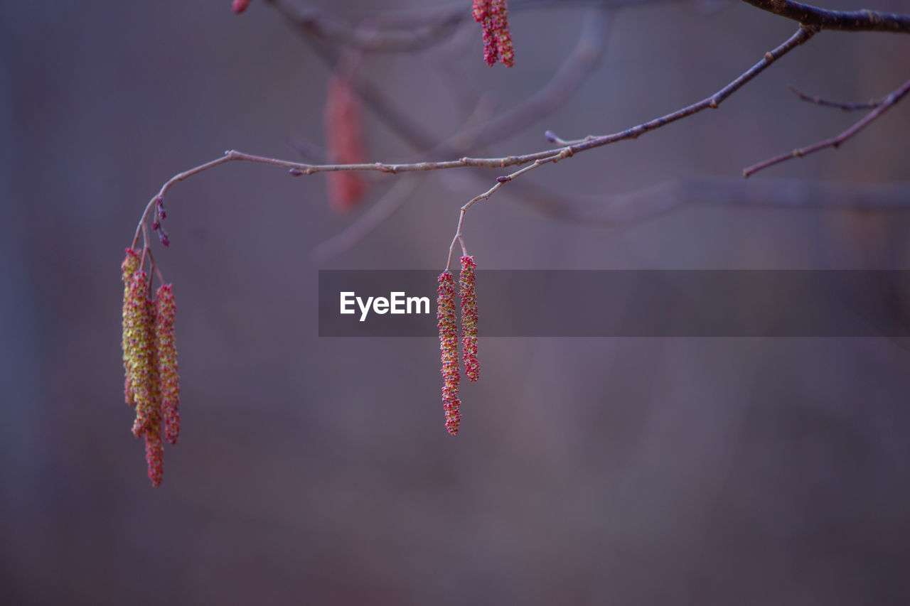 A beautiful birch tree flowers in early spring.