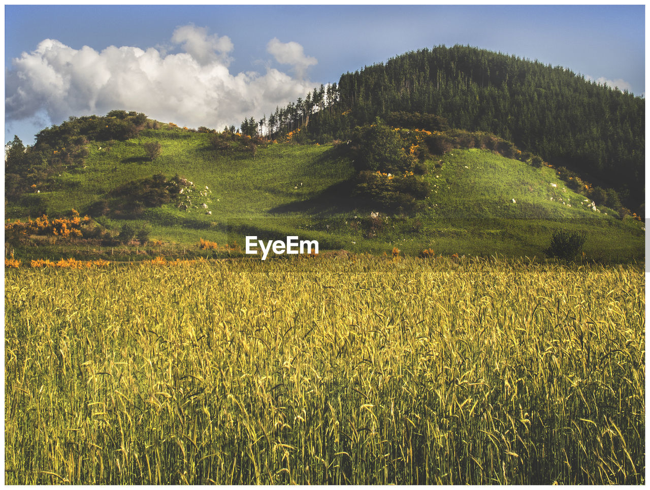 Scenic view of green landscape against sky