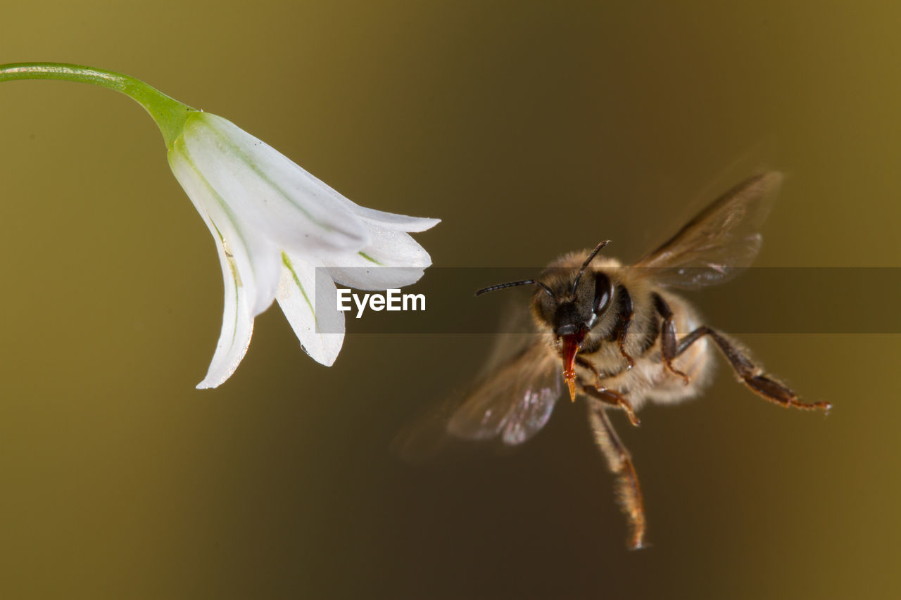 CLOSE-UP OF INSECT POLLINATING ON A FLOWER