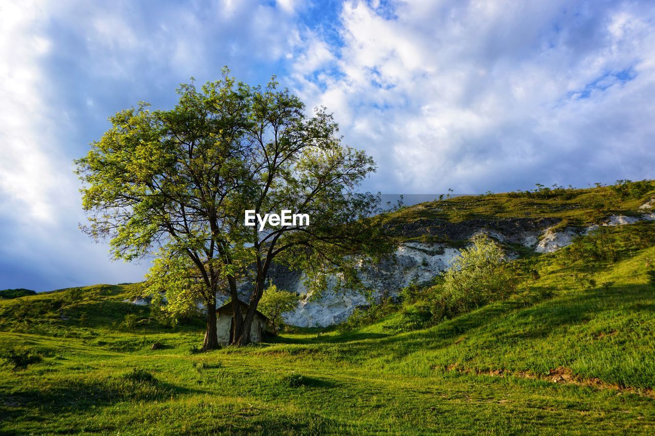 VIEW OF TREES ON FIELD AGAINST SKY