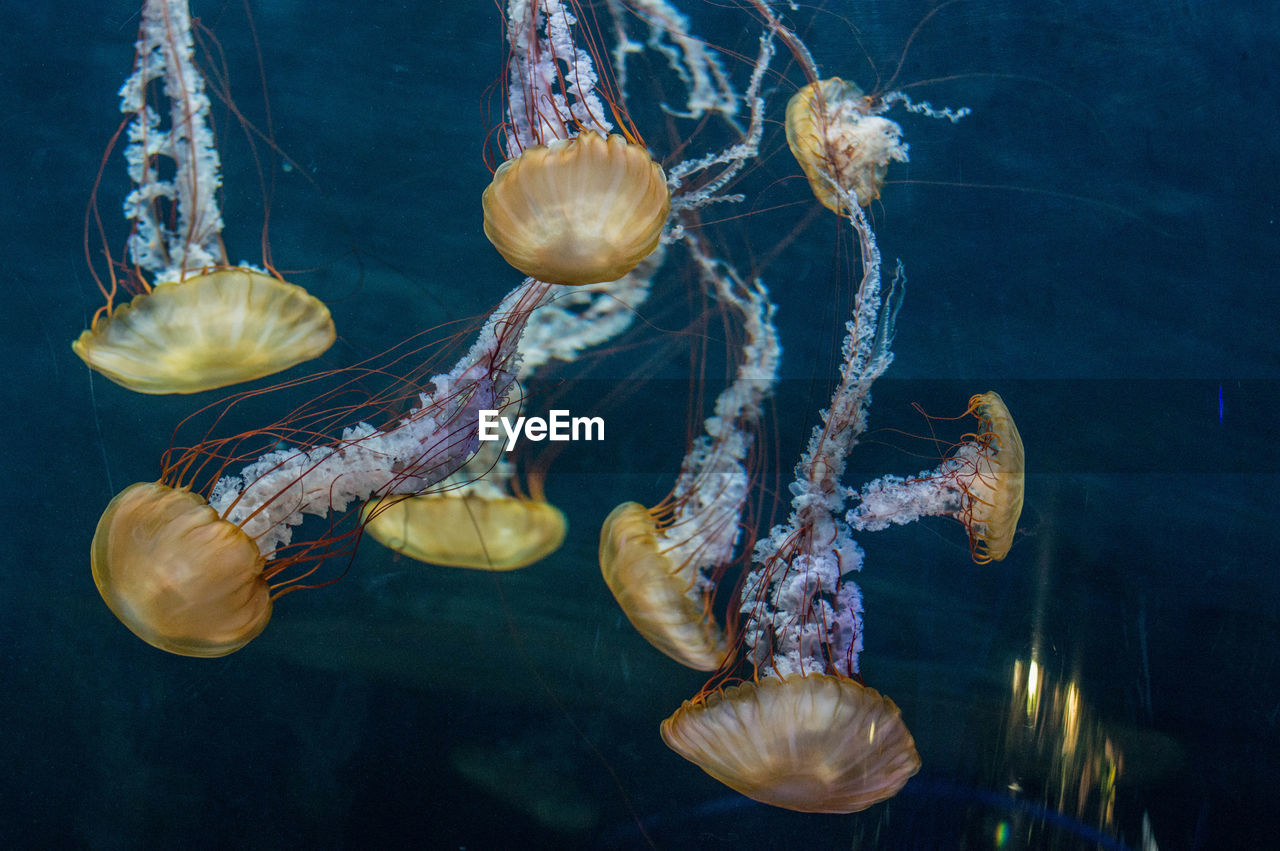 Close-up of jellyfish swimming in sea