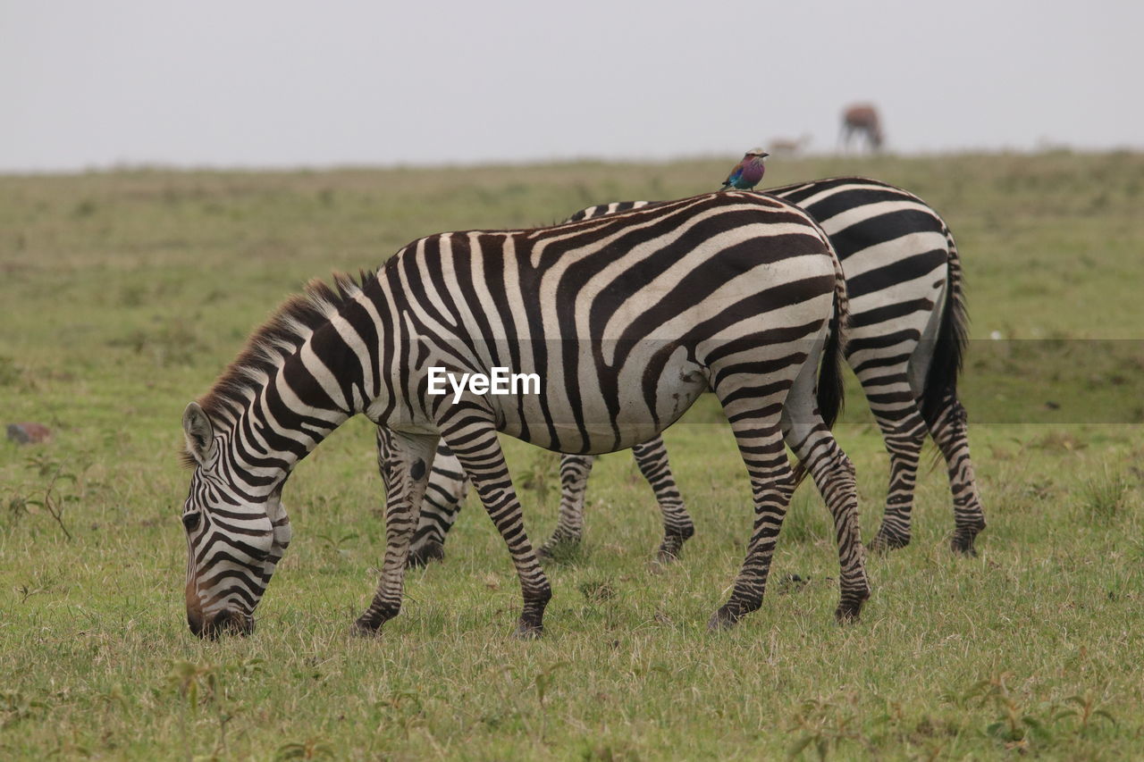 ZEBRAS STANDING ON FIELD