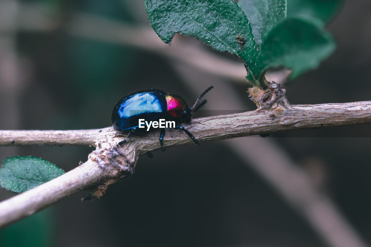 Close-up of insect on leaf against blurred background