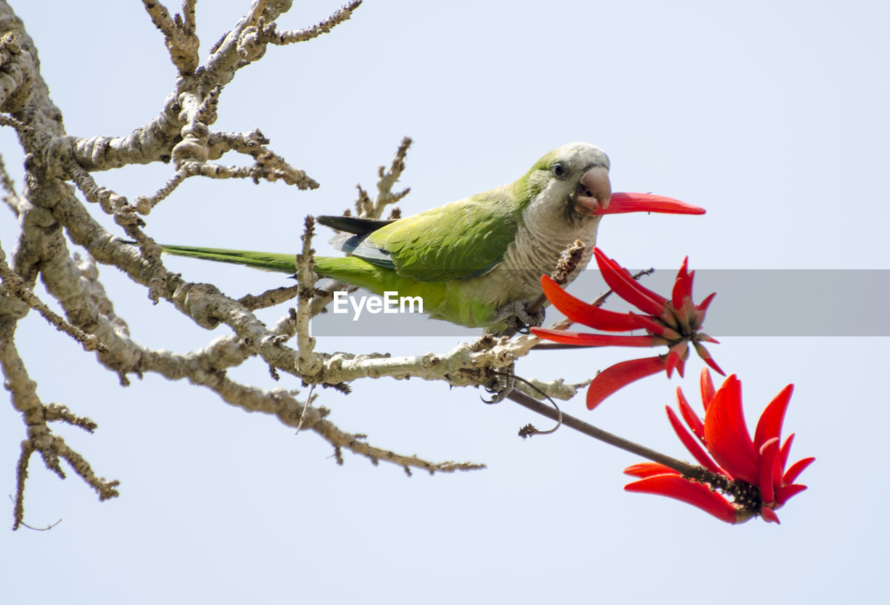 LOW ANGLE VIEW OF PARROT PERCHING ON BRANCH AGAINST SKY