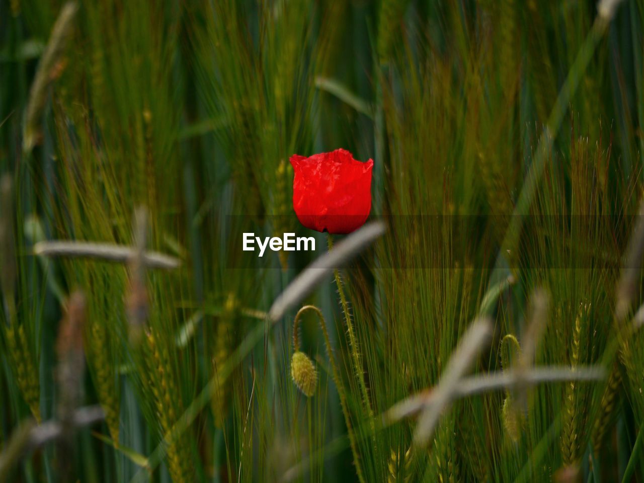 Close-up of red poppy in field