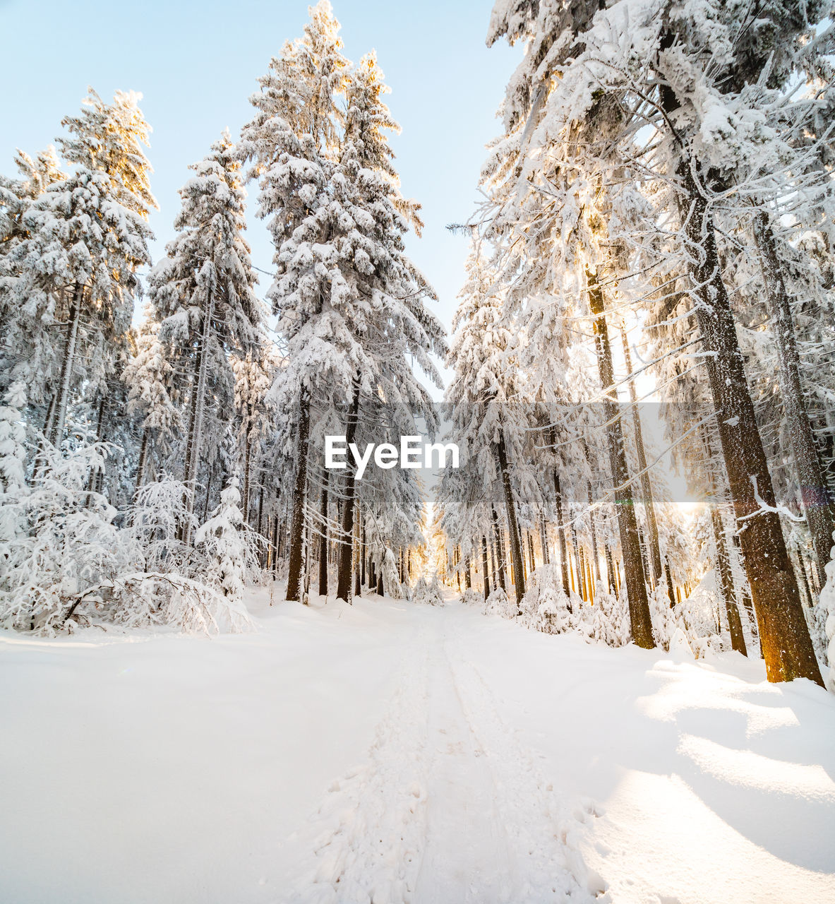 trees on snow covered landscape against sky