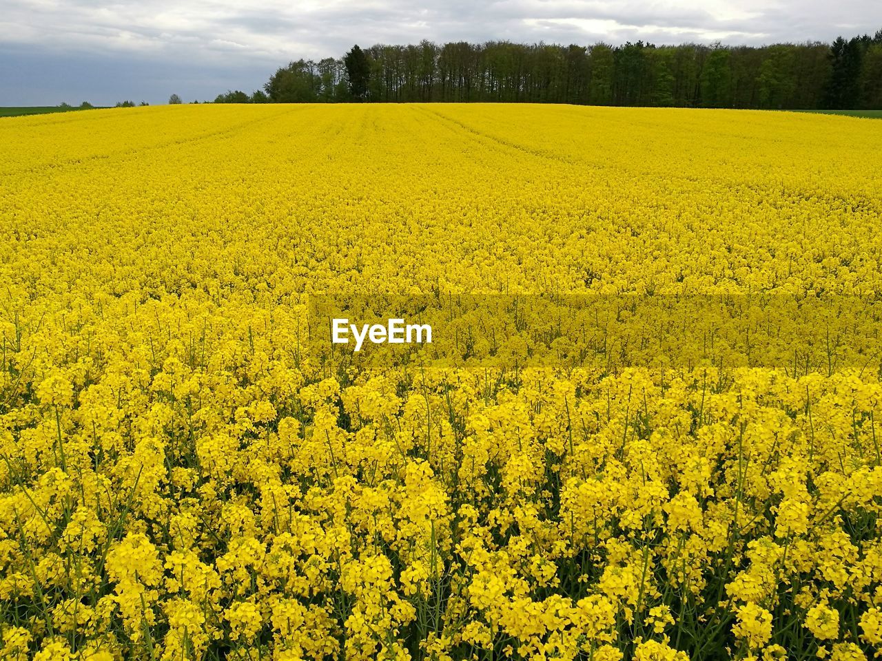 Scenic view of oilseed rape field against sky