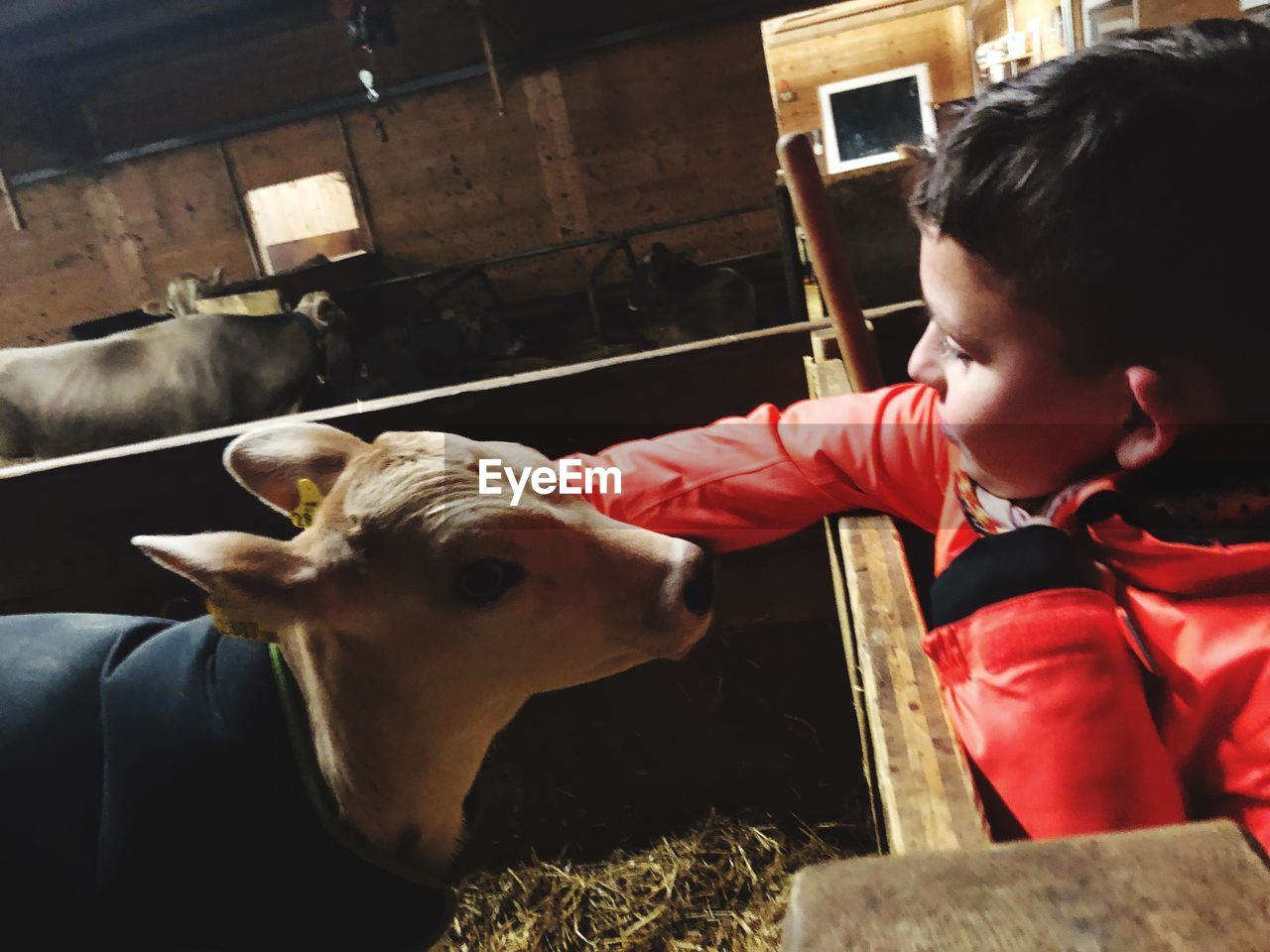 Cute boy looking at cow in farm