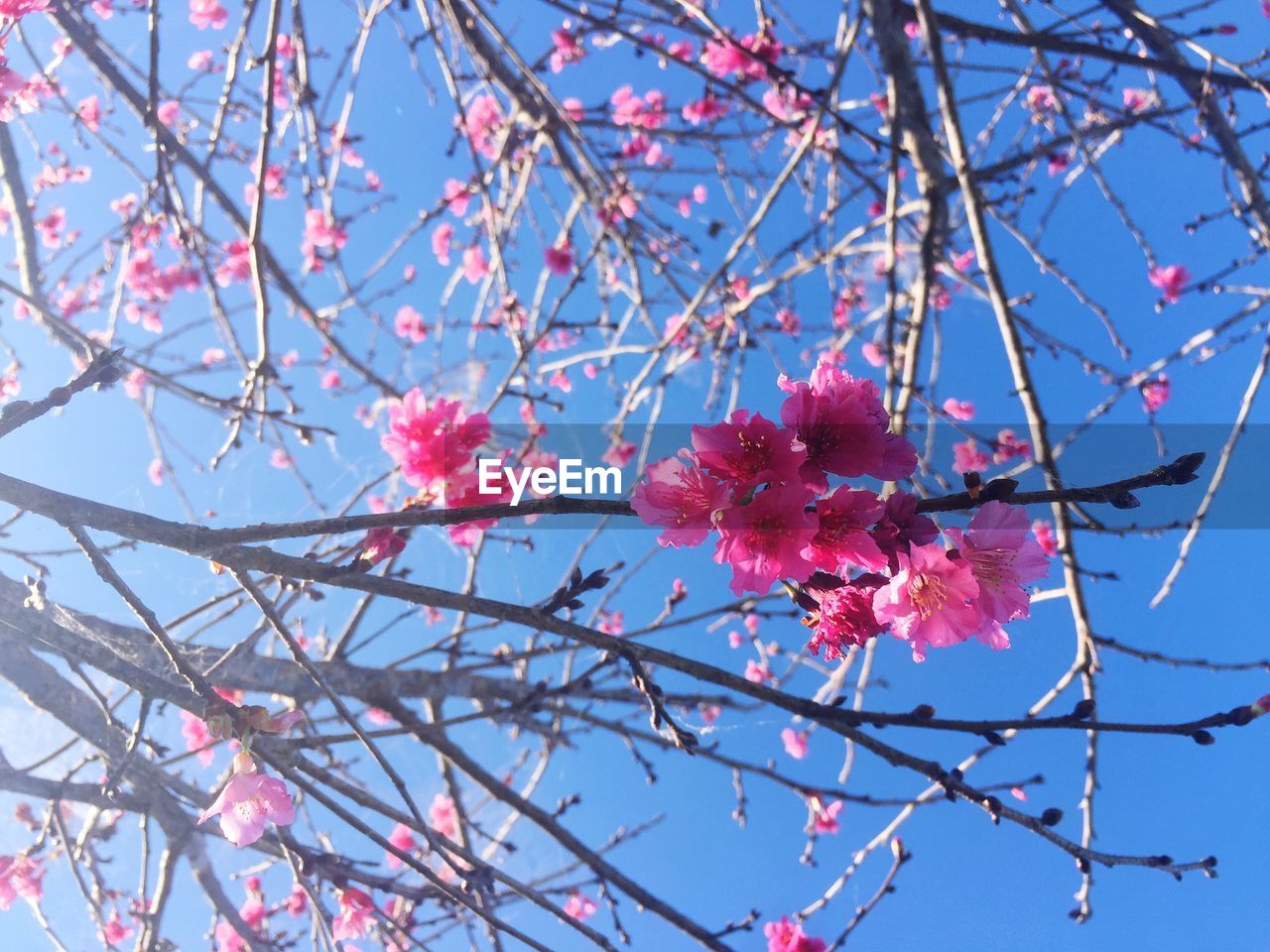 LOW ANGLE VIEW OF PINK CHERRY BLOSSOM