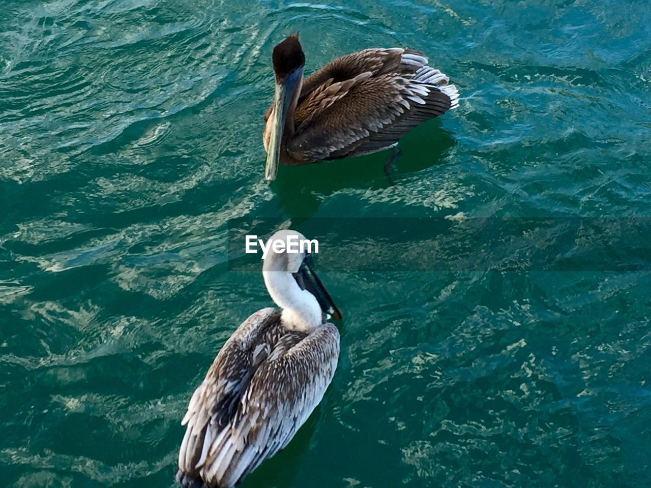 HIGH ANGLE VIEW OF DUCK IN LAKE