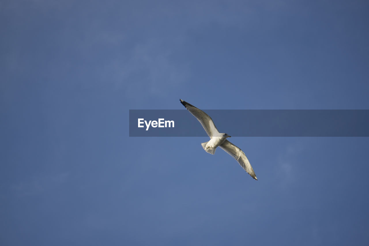 Low angle view of seagull flying against clear sky