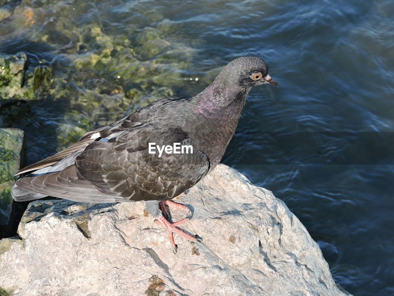 HIGH ANGLE VIEW OF A BIRD PERCHING ON ROCK