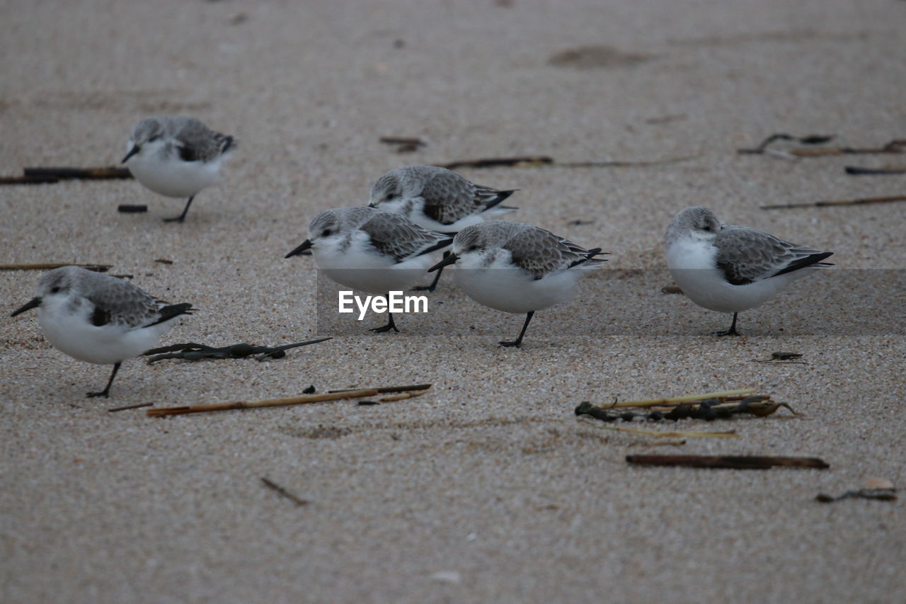 SEAGULLS AT BEACH