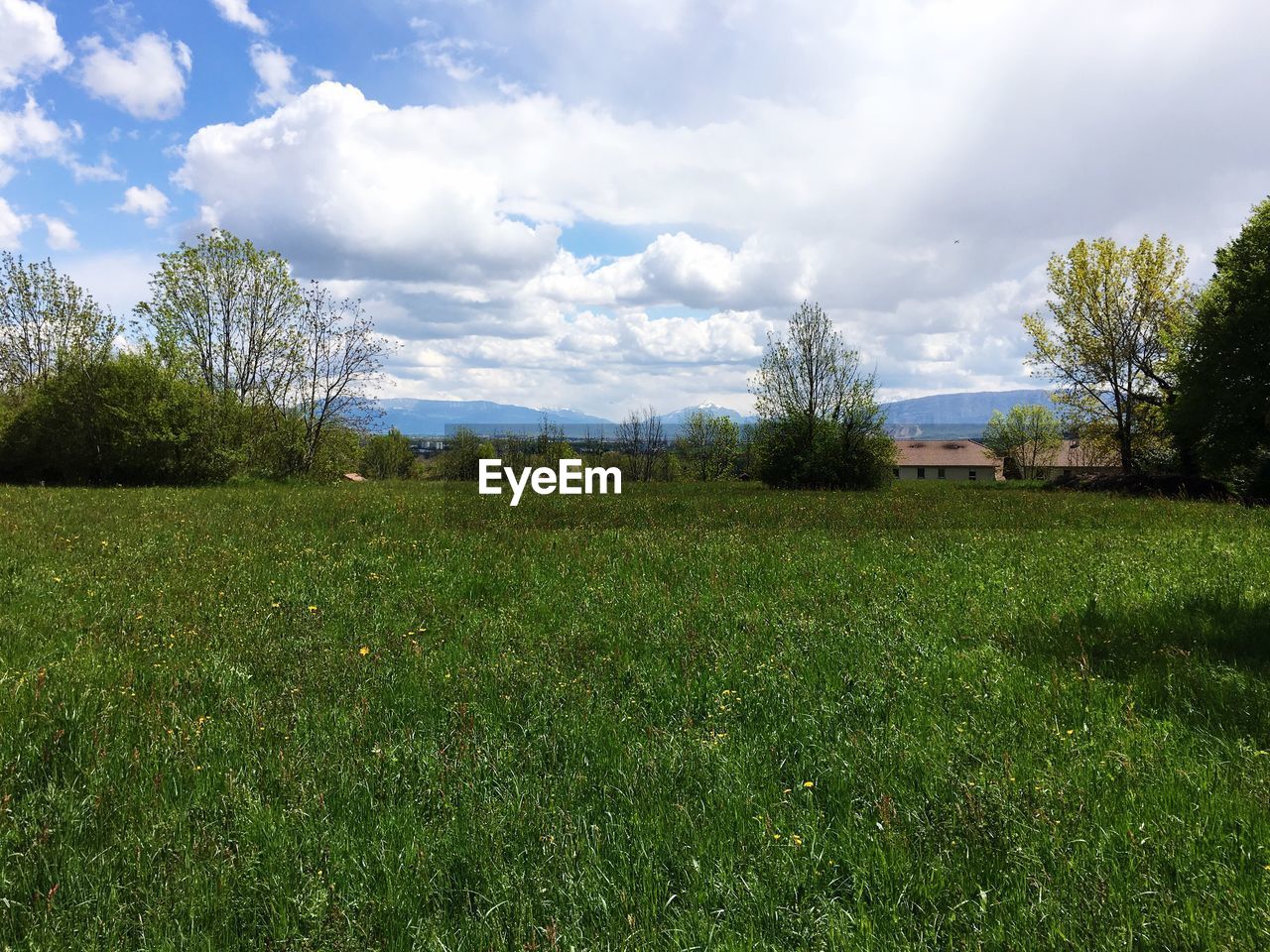 TREES ON GRASSY FIELD