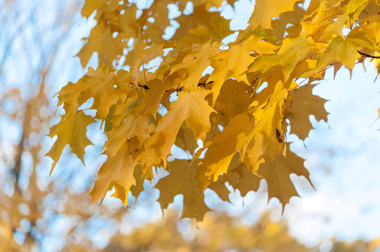 Low angle view of yellow tree against sky