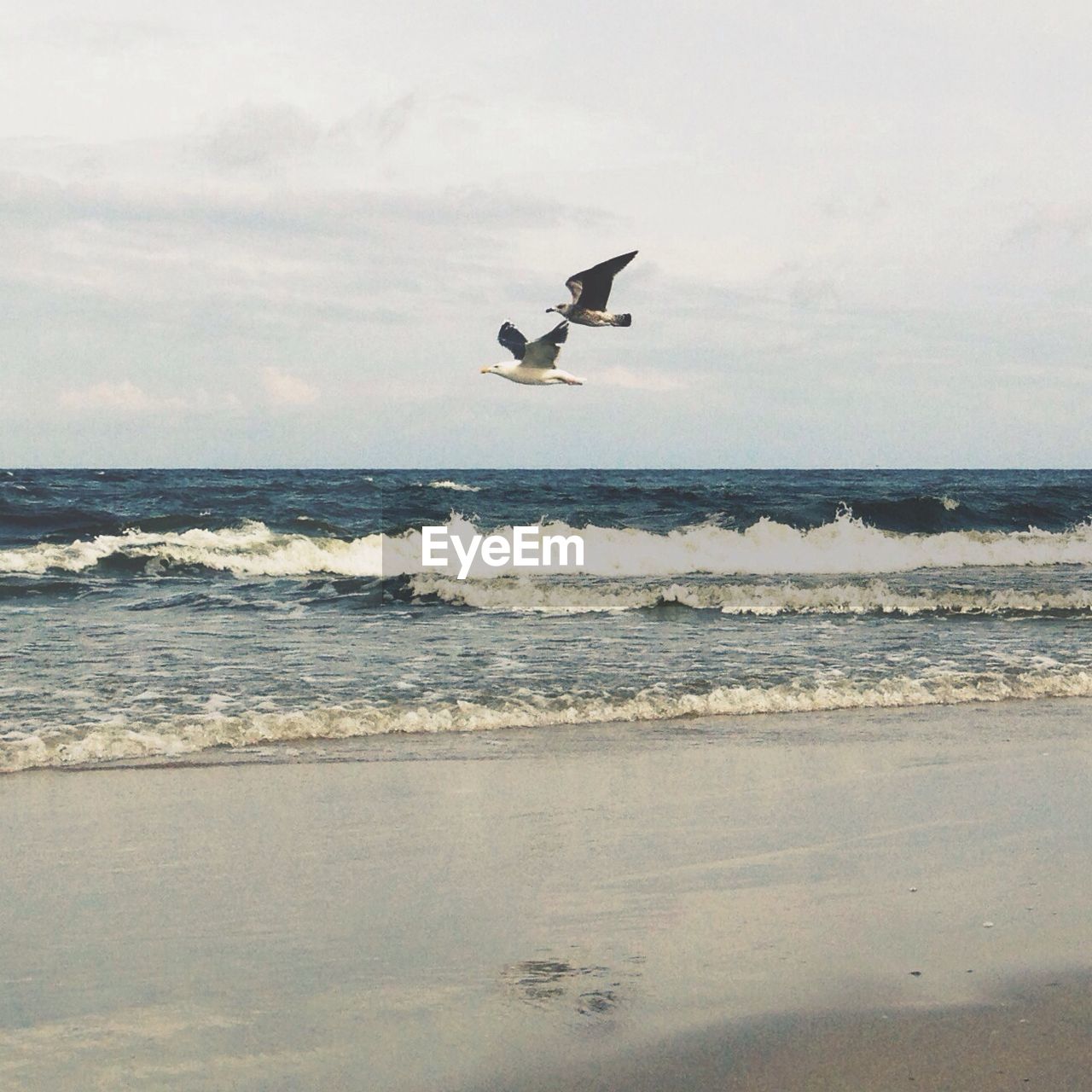 Seagulls flying over sea