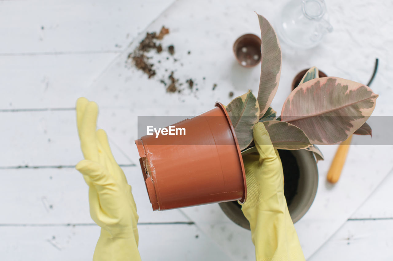 Cropped hands planting in flower pot