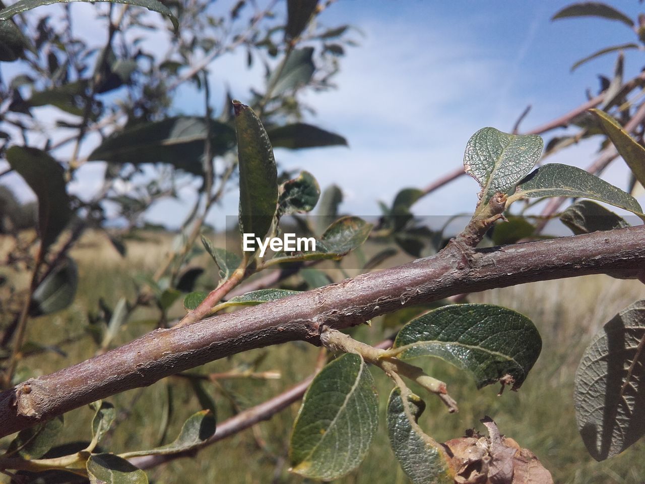 CLOSE-UP OF PLANT WITH TREE