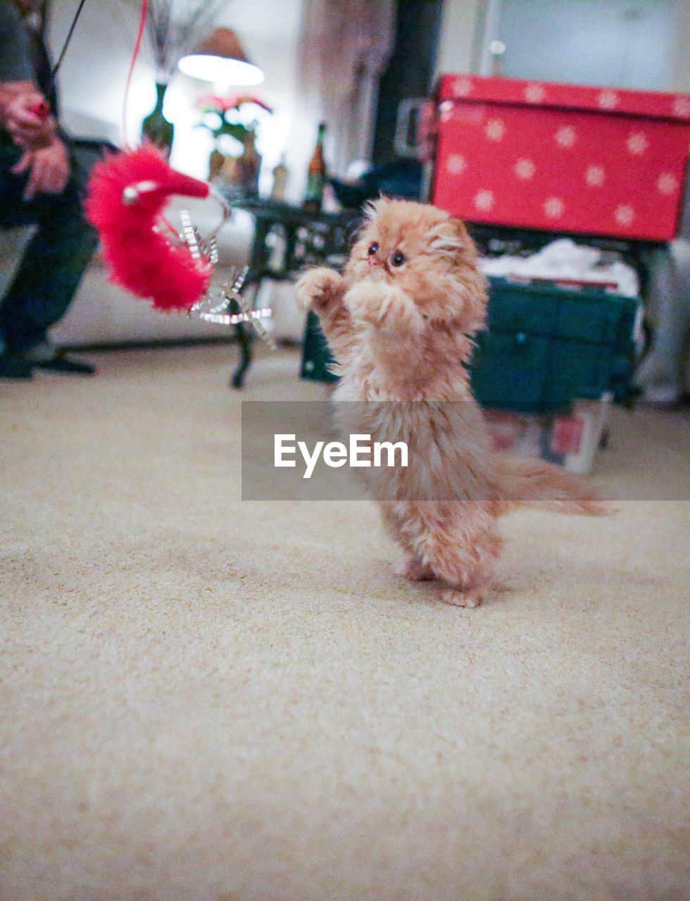 Playful cat reaching towards decoration at home