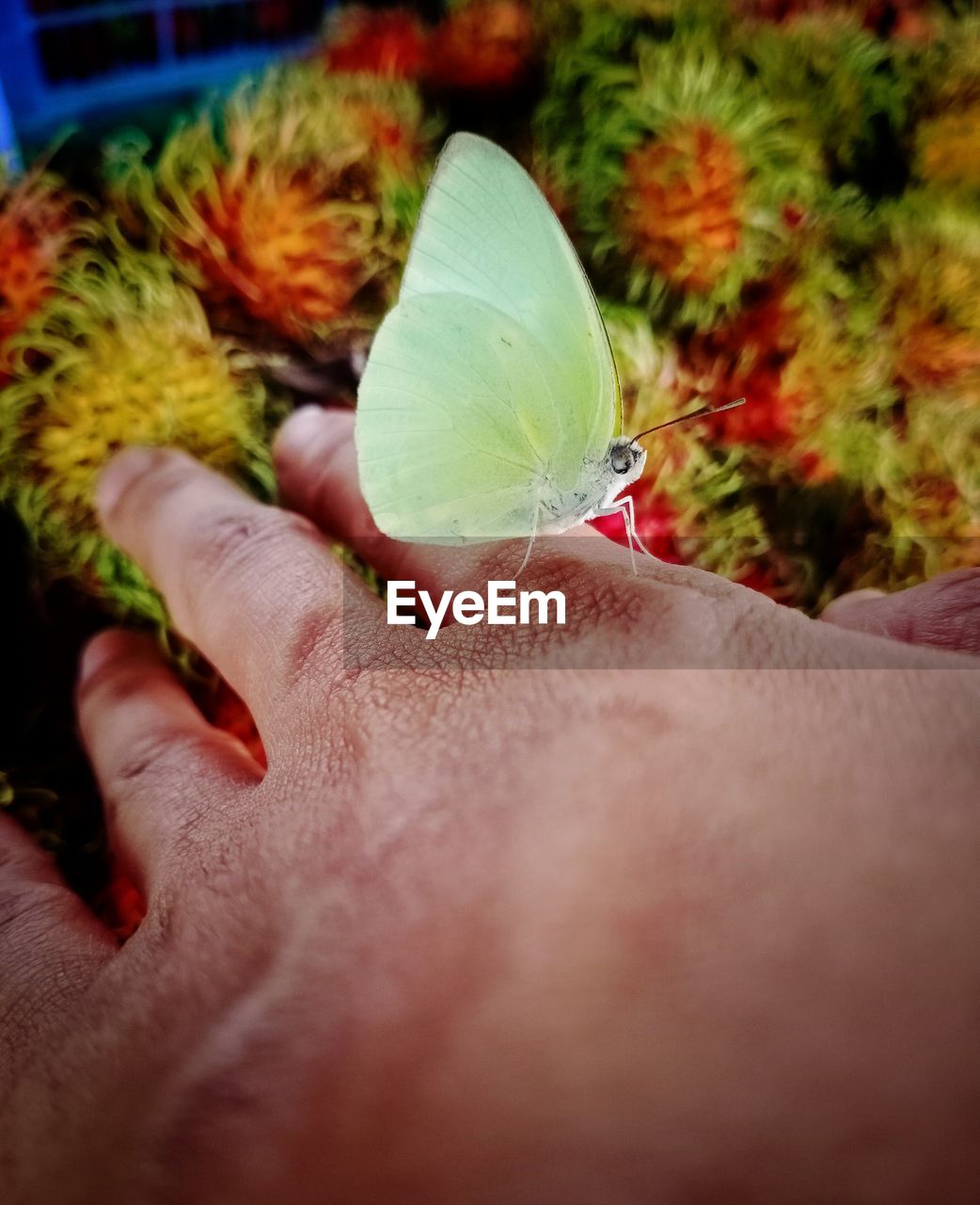 hand, flower, leaf, close-up, petal, plant, one person, yellow, macro photography, green, freshness, holding, adult, nature, flowering plant, food, food and drink, women, day, focus on foreground, beauty in nature, selective focus, plant part, outdoors, personal perspective