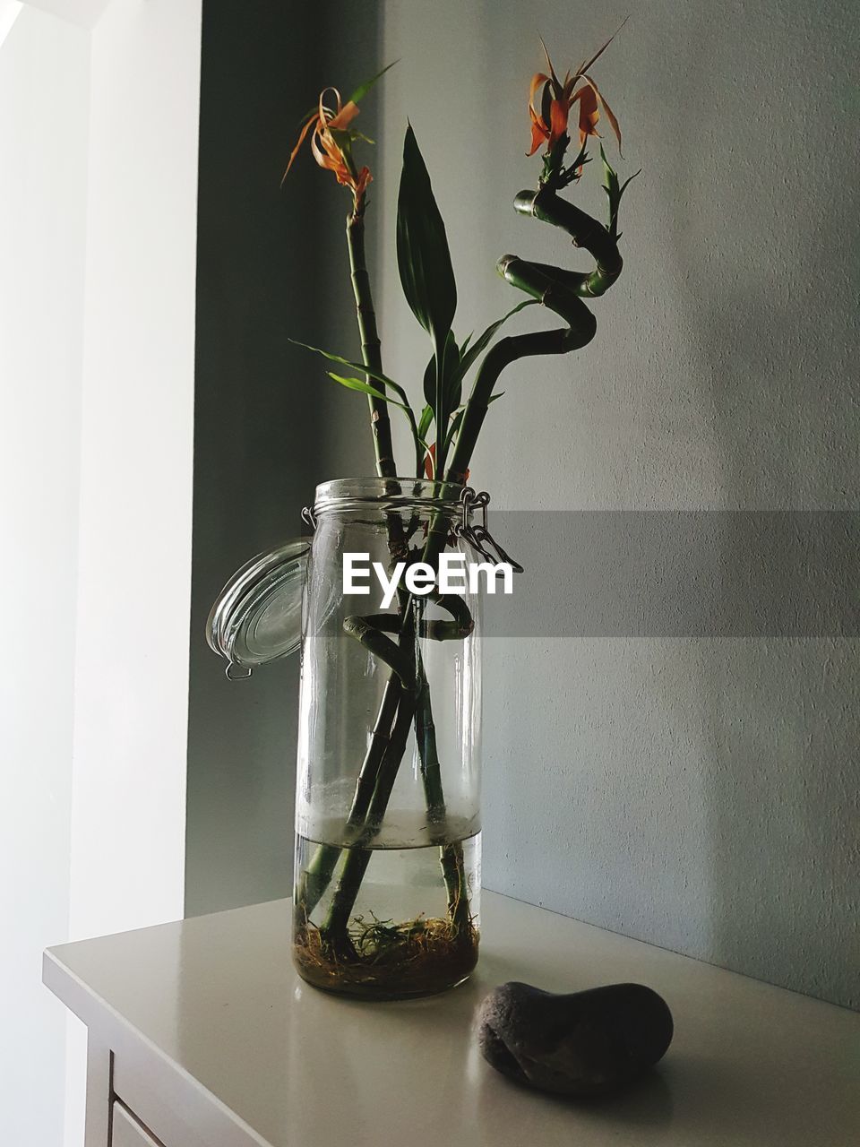 POTTED PLANT ON TABLE AGAINST WALL